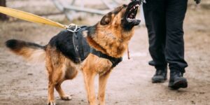 Aggressive German Shepherd barking, illustrating dog owner liability