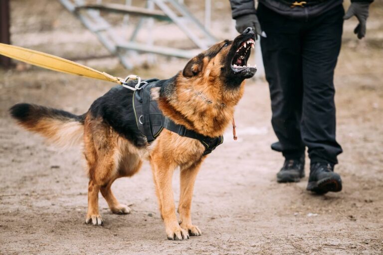 Aggressive German Shepherd barking, illustrating dog owner liability
