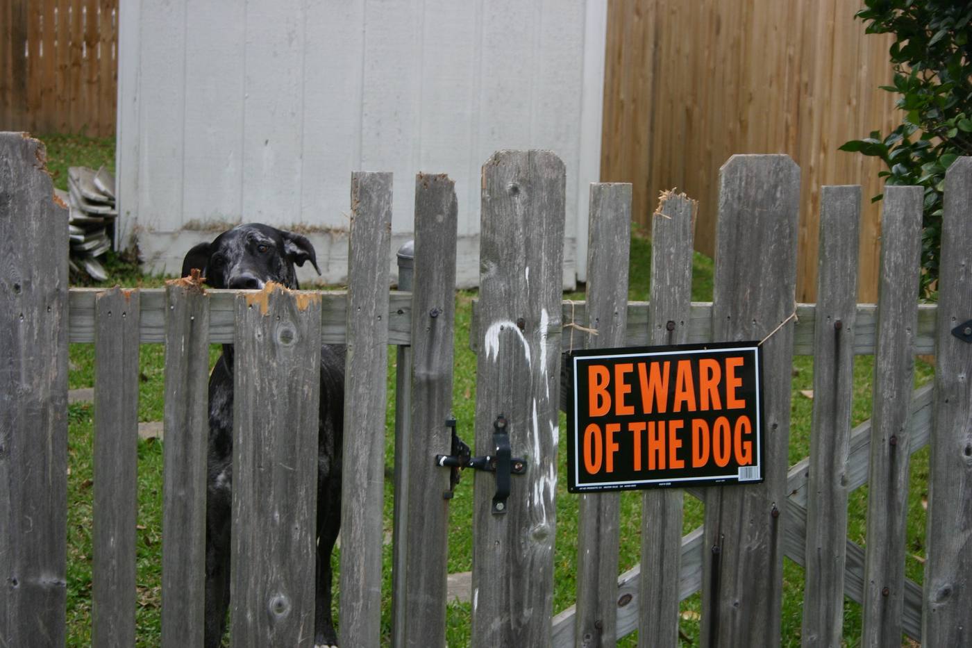 Dog at a weathered wooden fence, illustrating premises liability